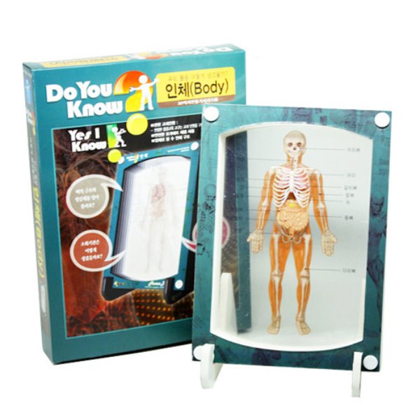 3D액자 만들기 [인체] / 소화기,근육,뼈