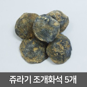 쥬라기 조개화석 5개