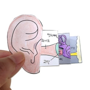 귀의 내부 구조(도면 30장)