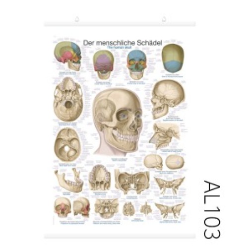 두개골 차트(AL103)