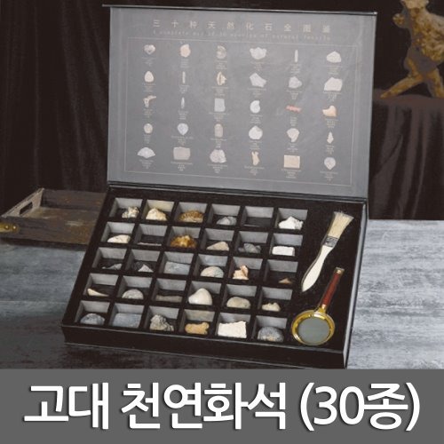 고대 천연화석 (30종)