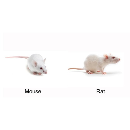 실험용 쥐 (2마리) - 개인구매불가
