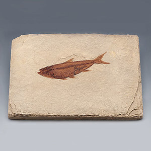 물고기화석(Bony Fish,와이오밍, 전시용화석)