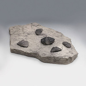 완족류화석(Brachiopod, 전시용화석)