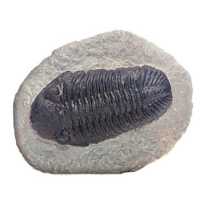 삼엽충 화석모형