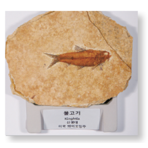 물고기 화석 (HS-1108)