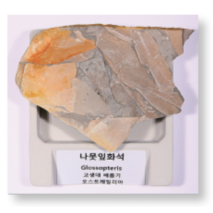나뭇잎화석 (HS-1106)