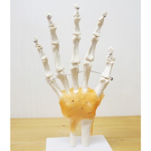 인체 손 관절 모형