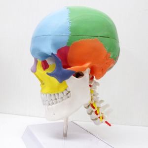 인체 두개골 경추 모형