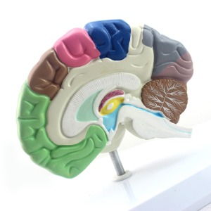인체 뇌모형(15cm)