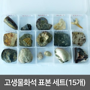 고생물화석 표본 세트(15개)