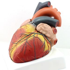 인체 심장 모형(대형)
