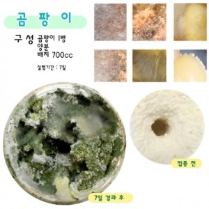 균류 세트- 곰팡이, 누룩, 효모, 느타리버섯