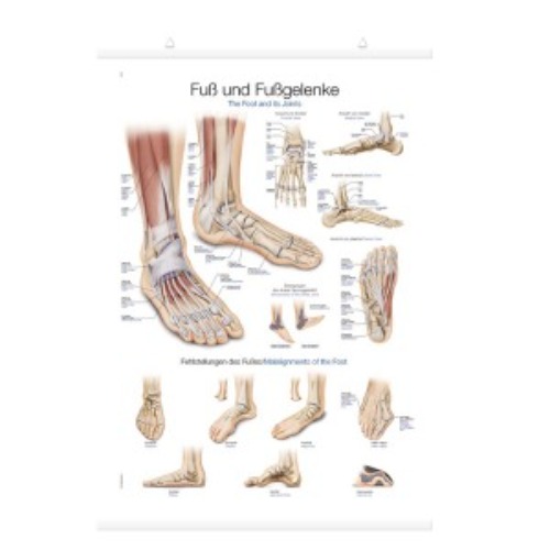 발, 발목 차트(AL155)