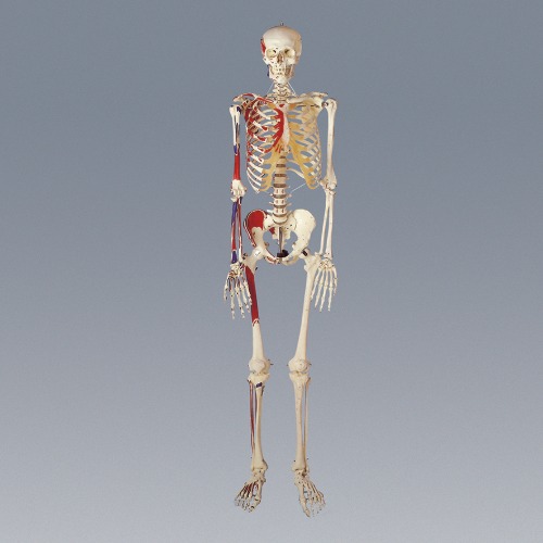인체골격모형