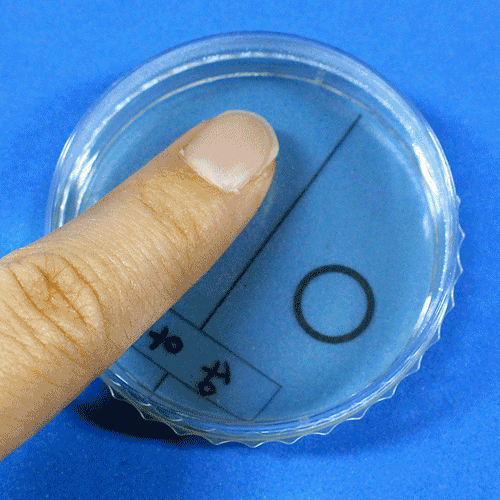손에있는세균검사(5인세트)